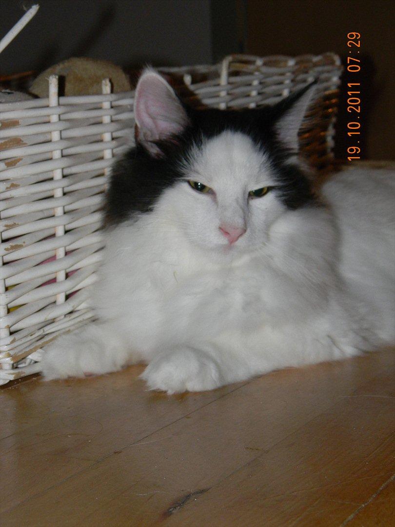 Norsk Skovkat †Wahkan Cheveyo (foder-vært)† billede 9