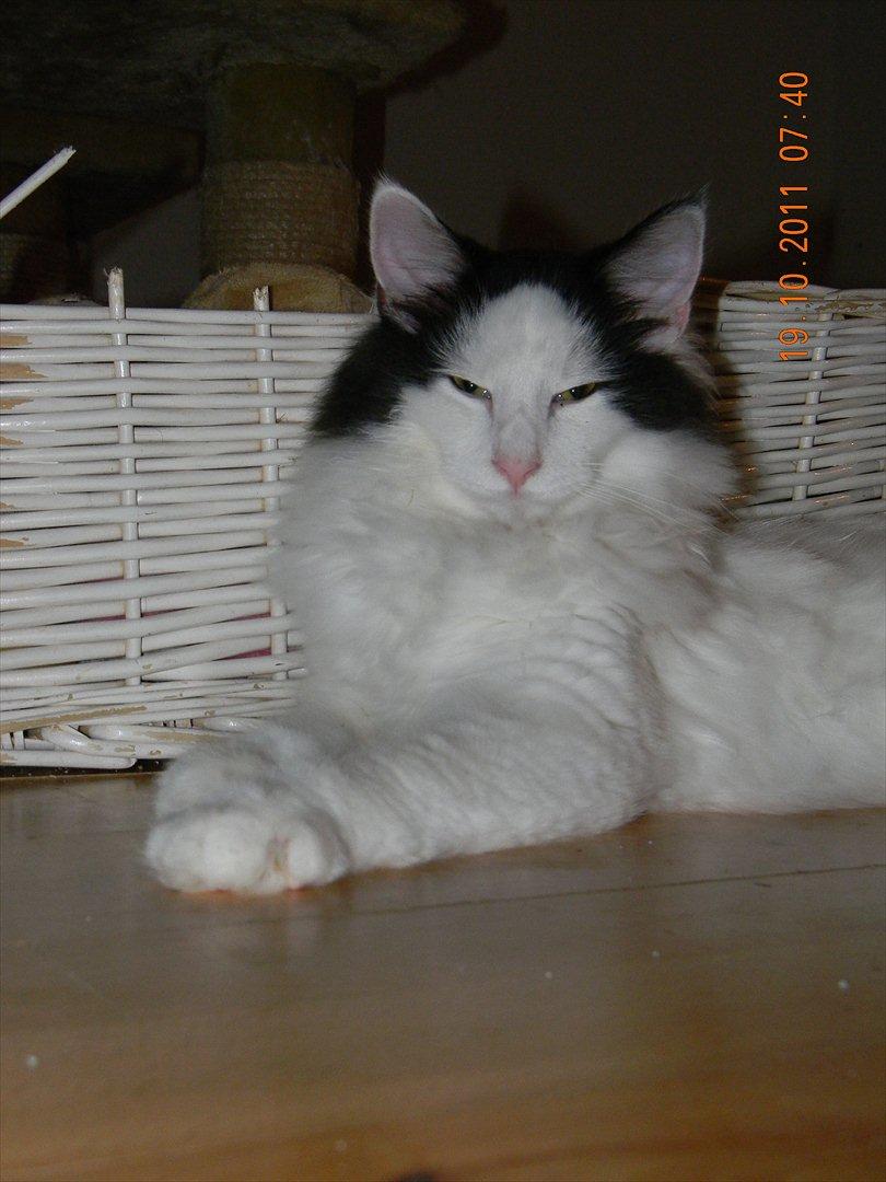 Norsk Skovkat †Wahkan Cheveyo (foder-vært)† billede 14