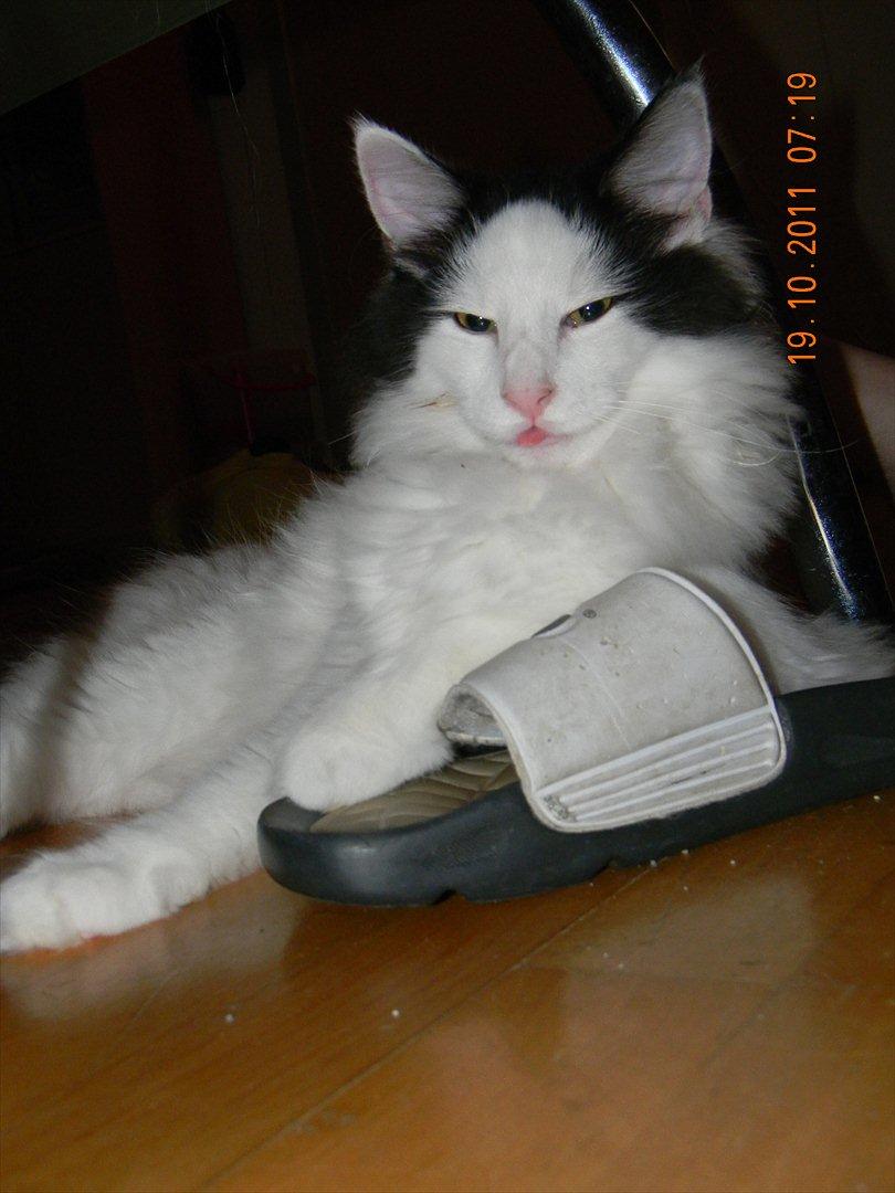 Norsk Skovkat †Wahkan Cheveyo (foder-vært)† billede 10