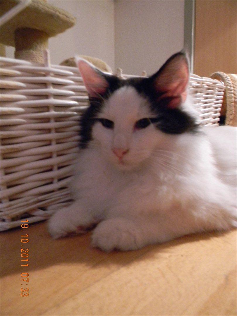 Norsk Skovkat †Wahkan Cheveyo (foder-vært)† billede 11