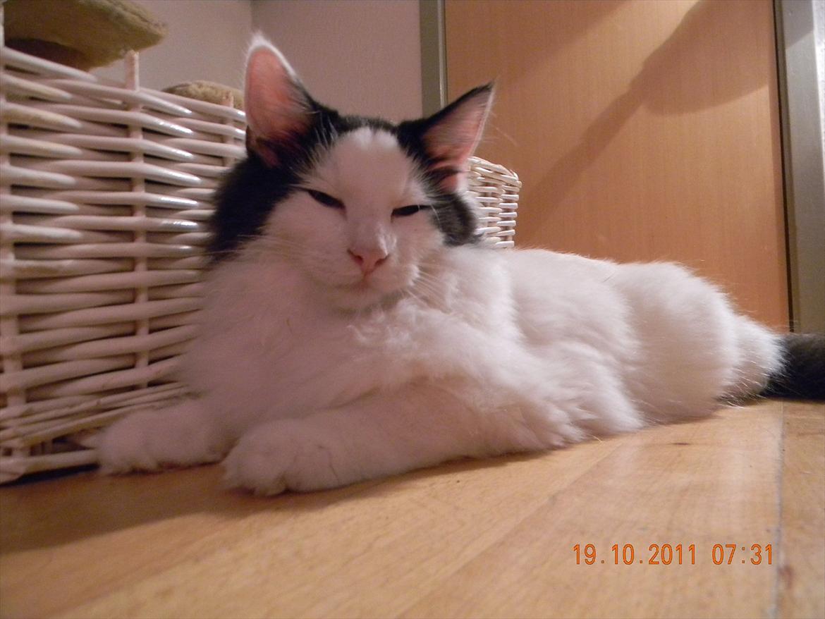 Norsk Skovkat †Wahkan Cheveyo (foder-vært)† billede 23