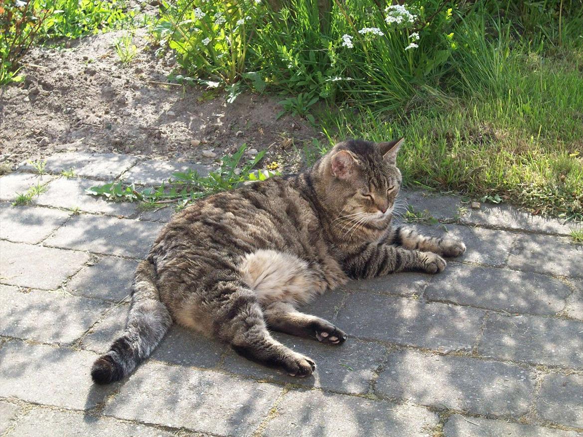 Huskat Louie billede 7