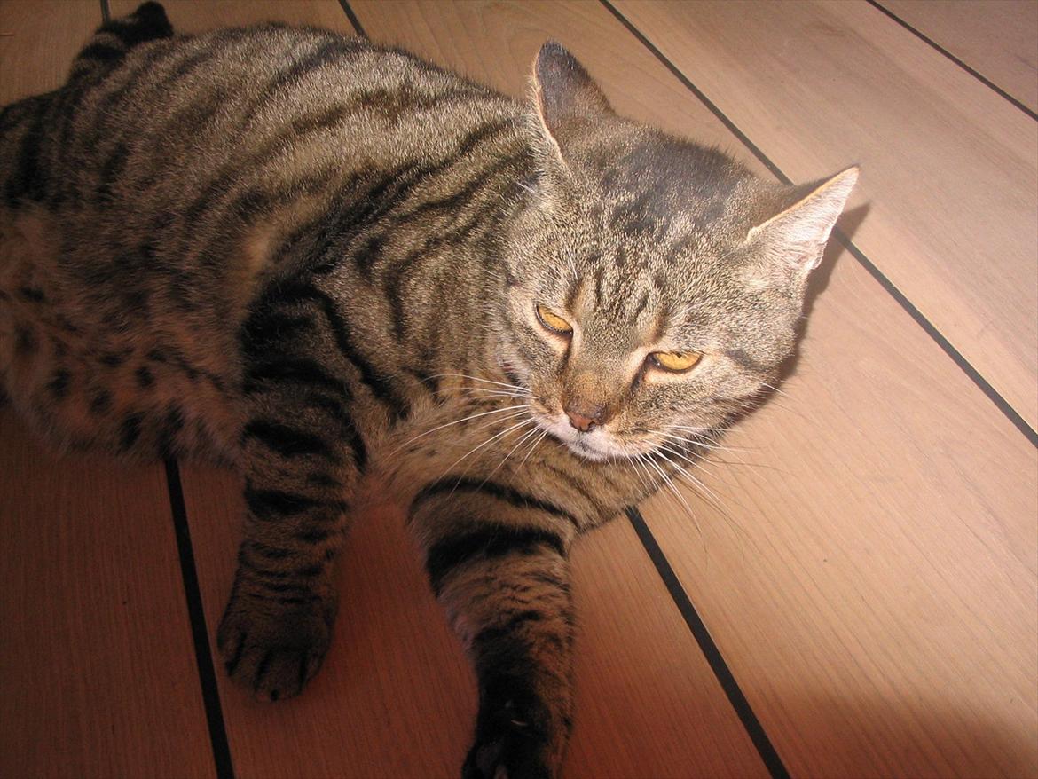 Huskat Louie billede 8