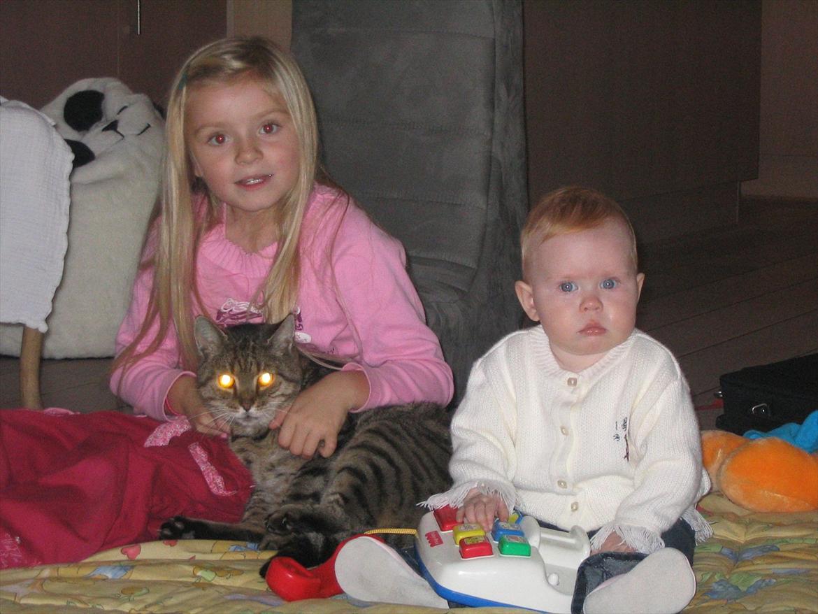 Huskat Louie billede 9