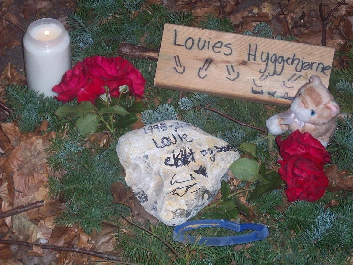 Huskat Louie - Louies gravsted;(
Farvel basse!<3 billede 10