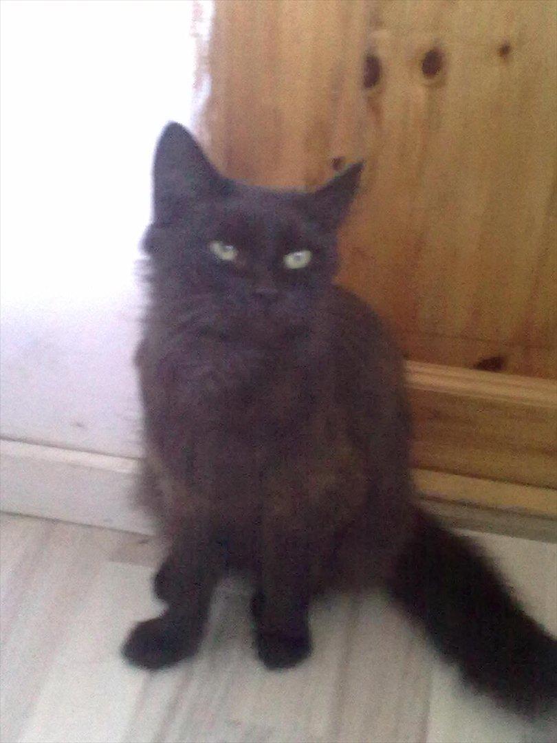 Maine Coon Mina billede 1