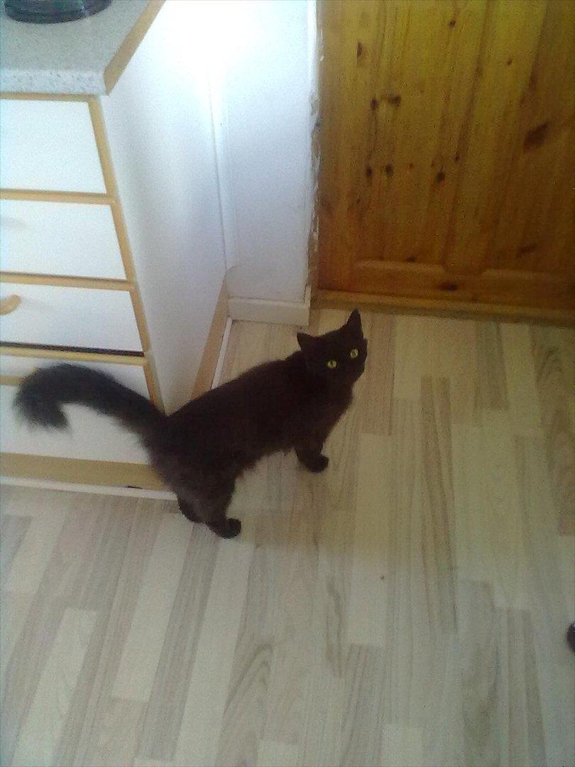 Maine Coon Mina billede 2