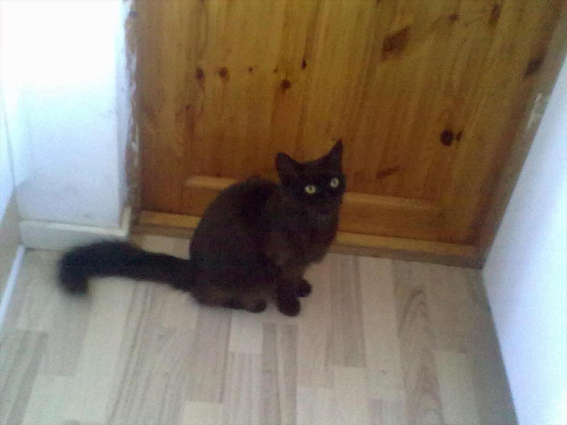 Maine Coon Mina billede 3