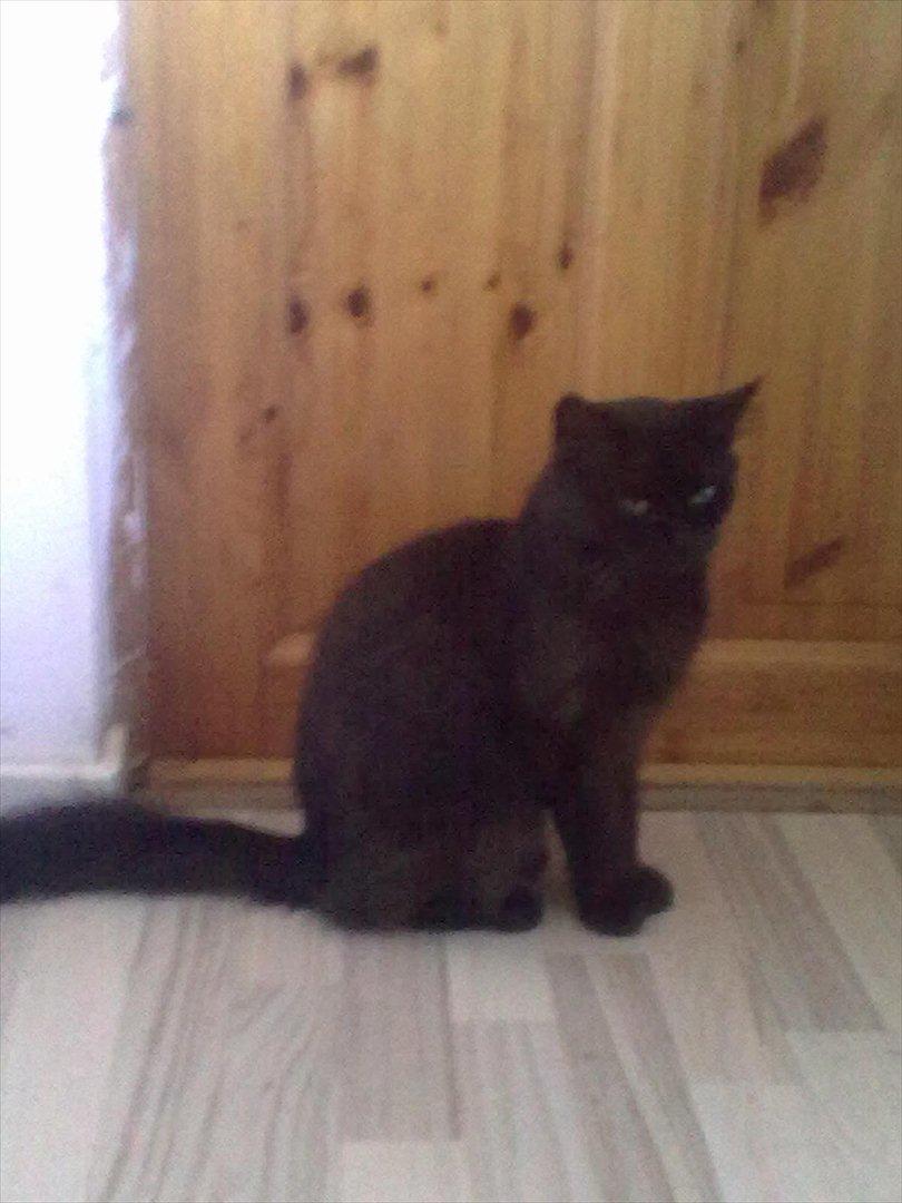 Maine Coon Mina billede 4