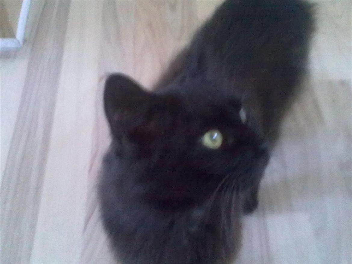 Maine Coon Mina billede 5