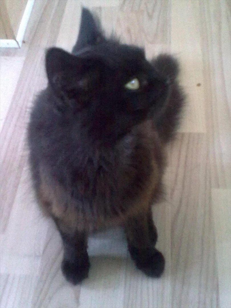 Maine Coon Mina billede 6