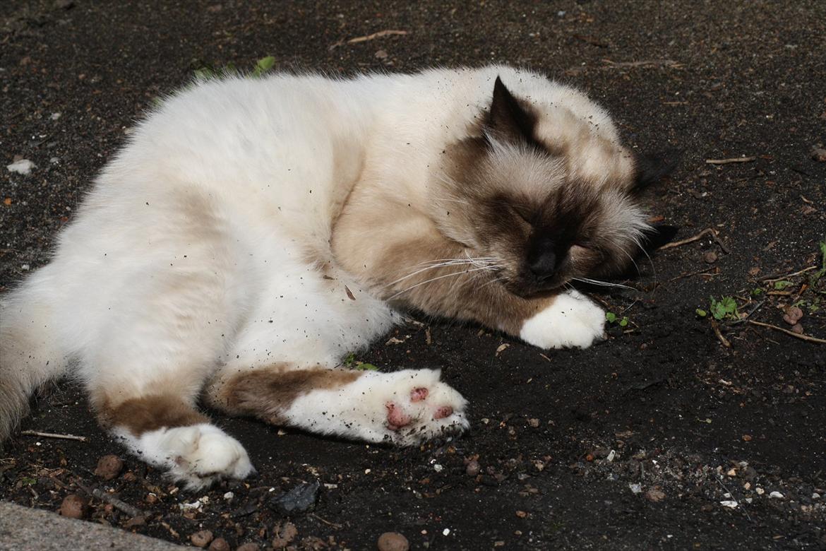 Hellig Birma Maupets Ronaldo (Noller) billede 1