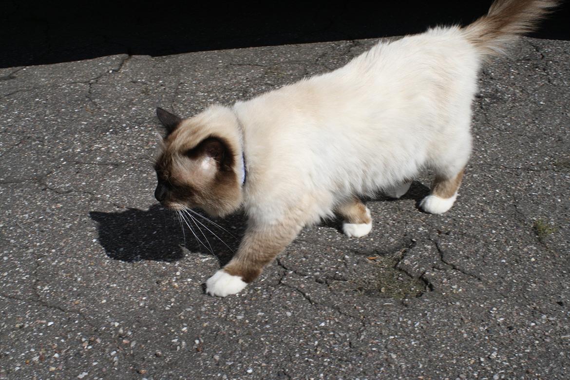 Hellig Birma Maupets Ronaldo (Noller) billede 8