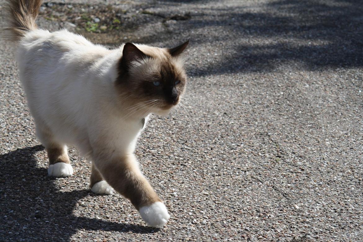 Hellig Birma Maupets Ronaldo (Noller) billede 9