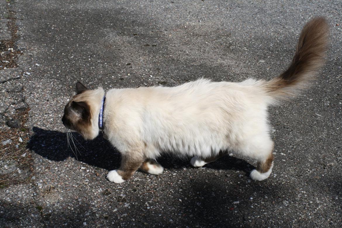 Hellig Birma Maupets Ronaldo (Noller) billede 3