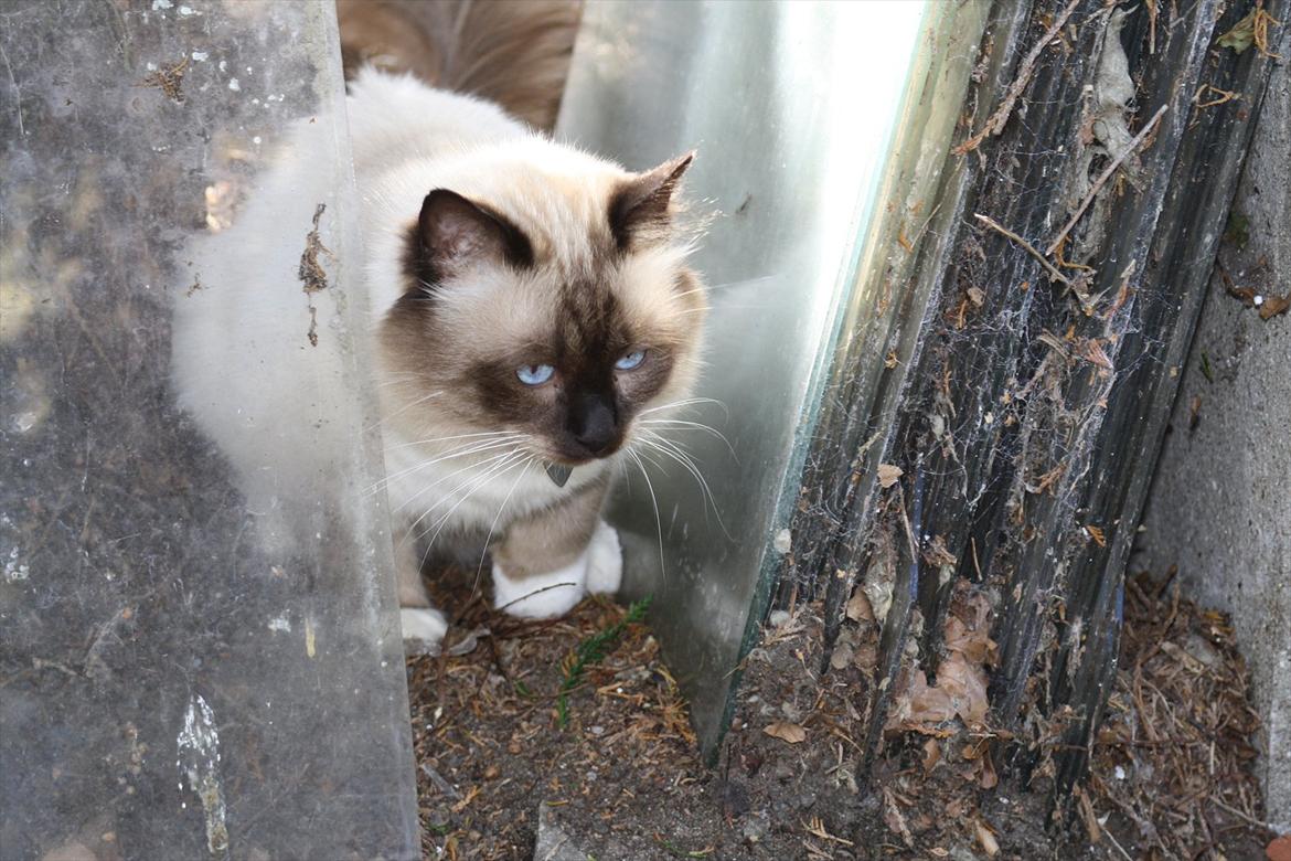 Hellig Birma Maupets Ronaldo (Noller) billede 2