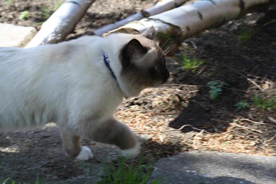 Hellig Birma Maupets Ronaldo (Noller) billede 10