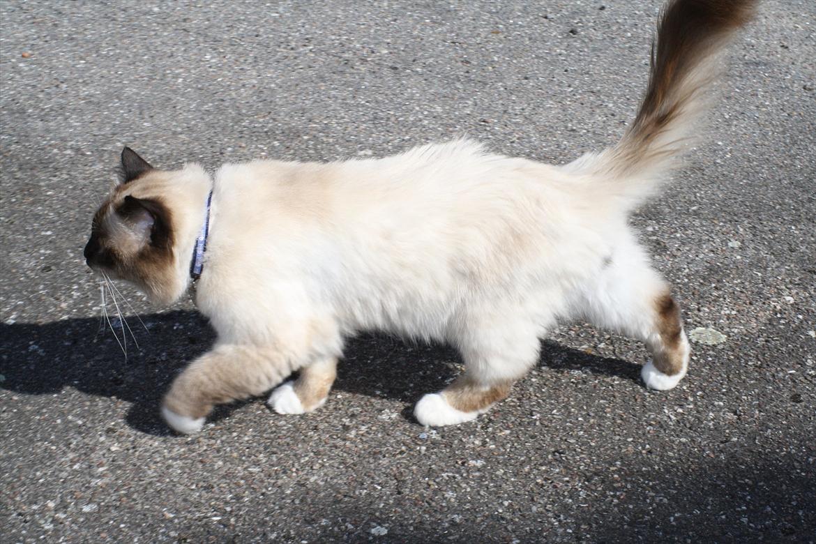 Hellig Birma Maupets Ronaldo (Noller) billede 12