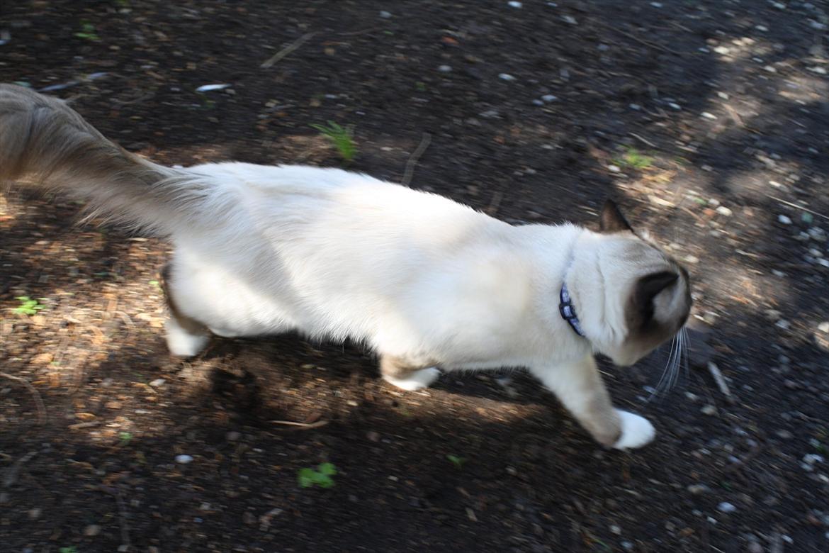 Hellig Birma Maupets Ronaldo (Noller) billede 13