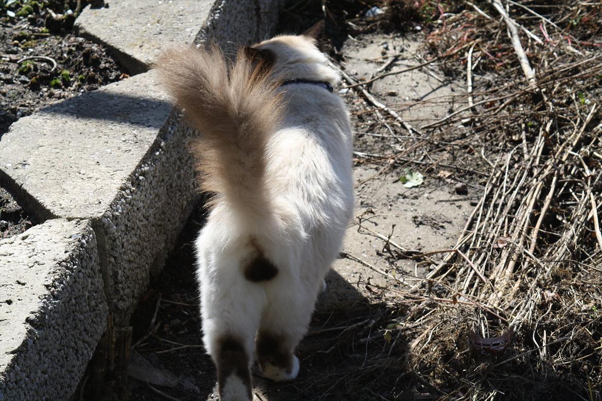 Hellig Birma Maupets Ronaldo (Noller) billede 14