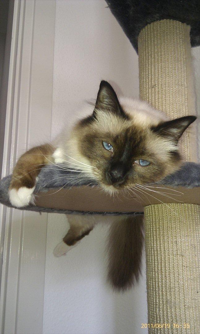 Hellig Birma Sluggi - Sluggi der daser.  billede 2