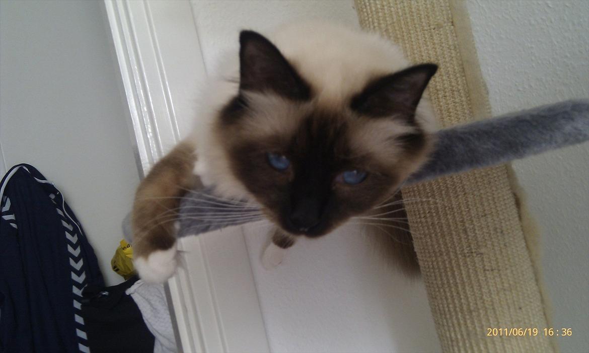 Hellig Birma Sluggi billede 3