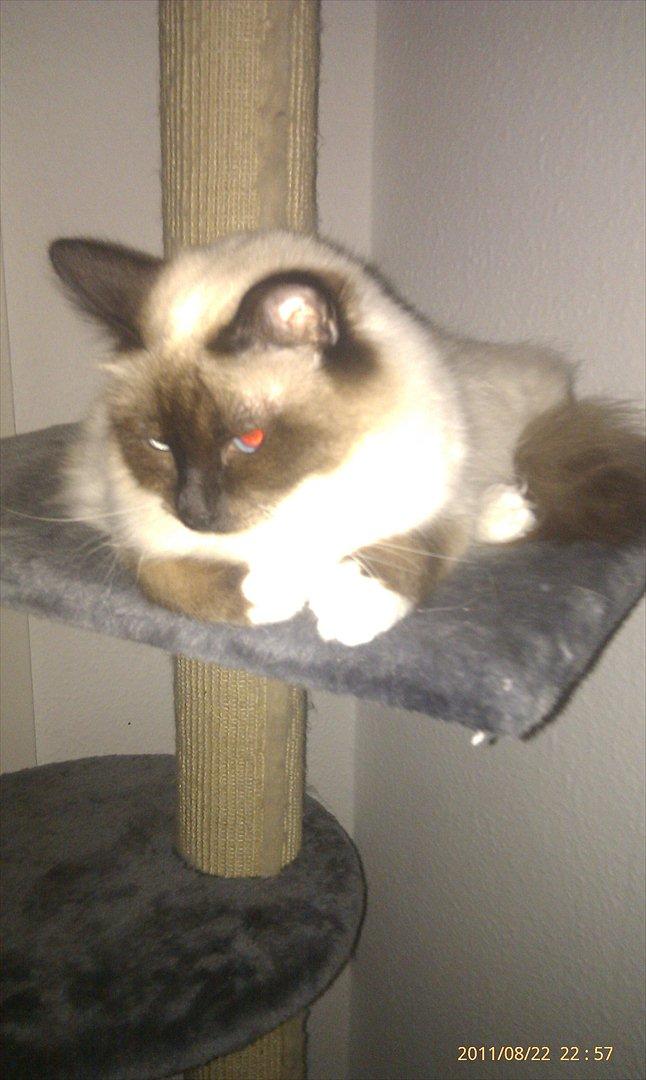 Hellig Birma Sluggi billede 4