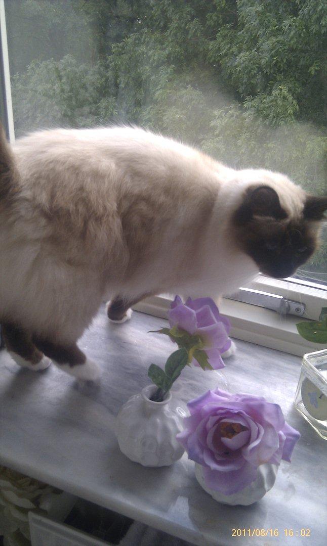 Hellig Birma Sluggi billede 5