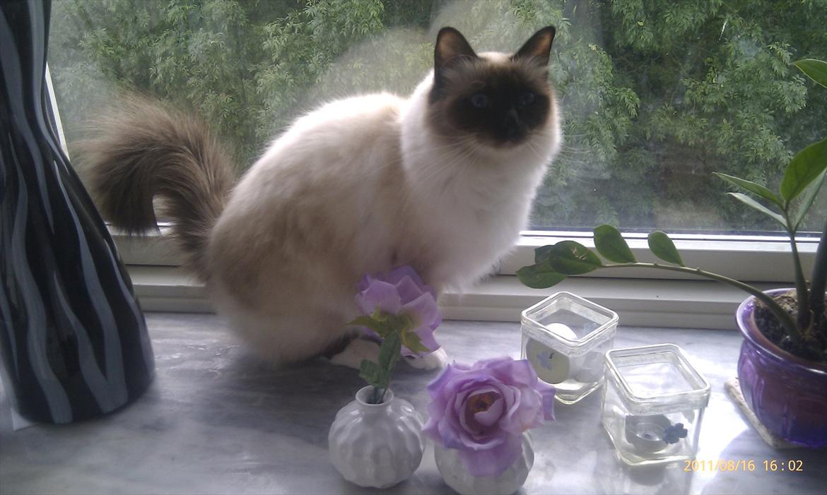 Hellig Birma Sluggi billede 6