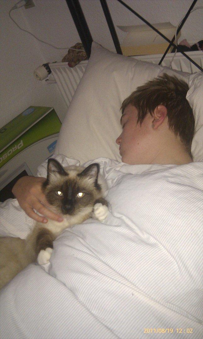 Hellig Birma Sluggi billede 7