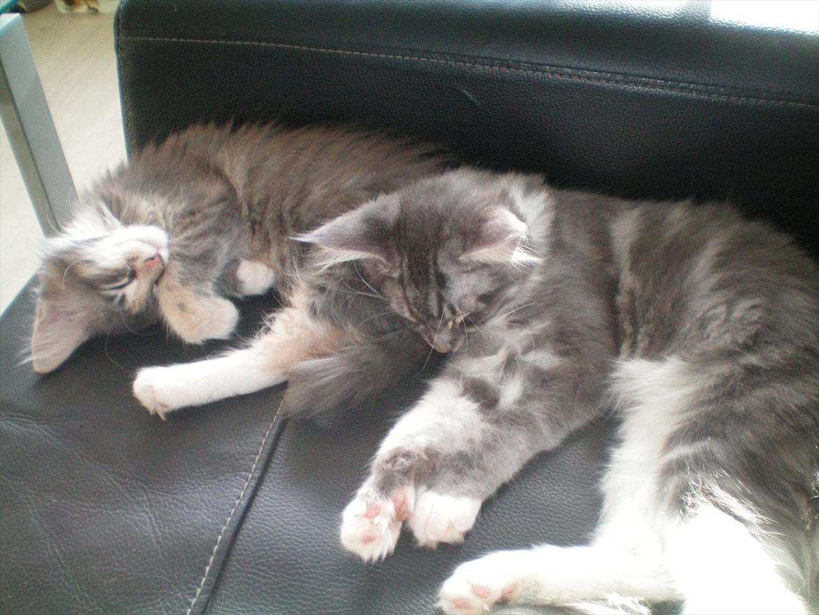 Maine Coon Aeneas #Neas# - Her ligger jeg og dovner med min nye veninde Ifigenia. :D billede 10