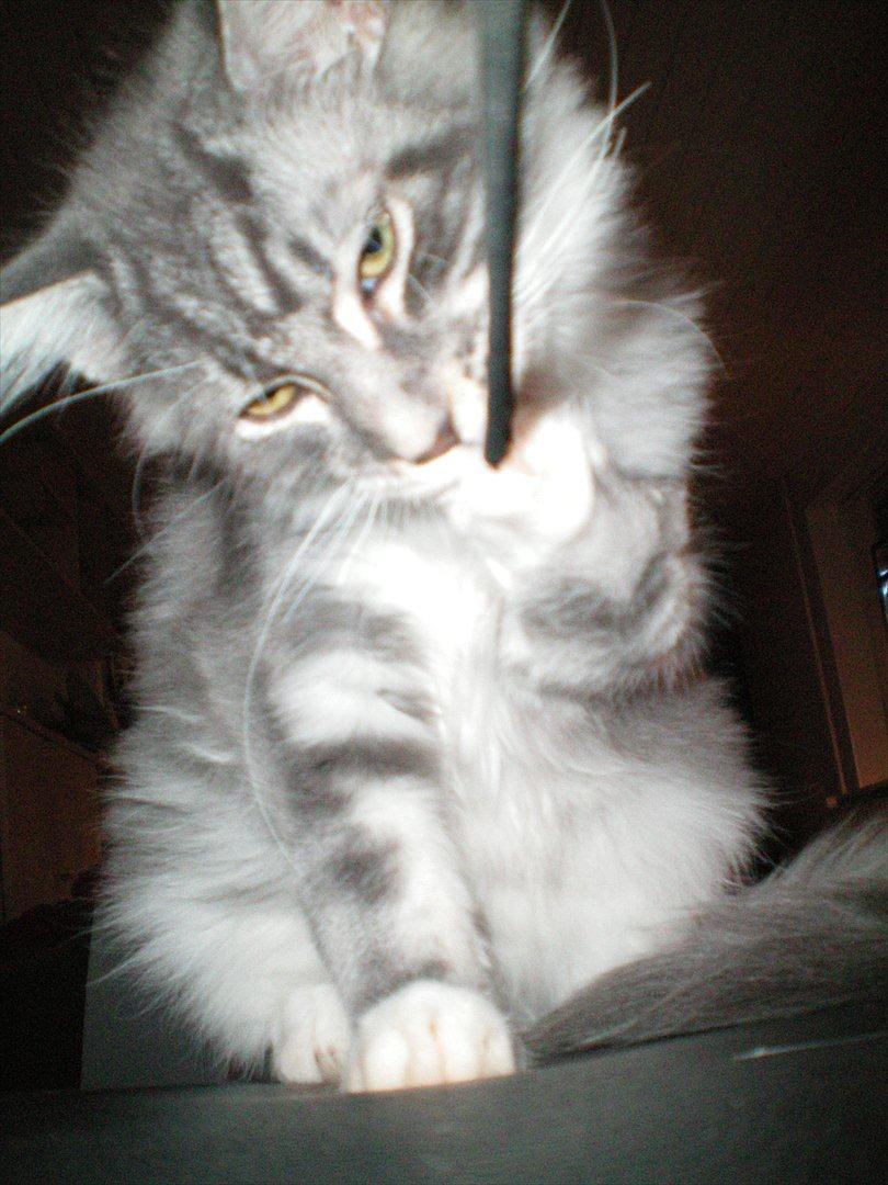 Maine Coon Aeneas #Neas# - Lege kan jeg også; her med snoren fra det kamera, mor tager billeder med. :D billede 11