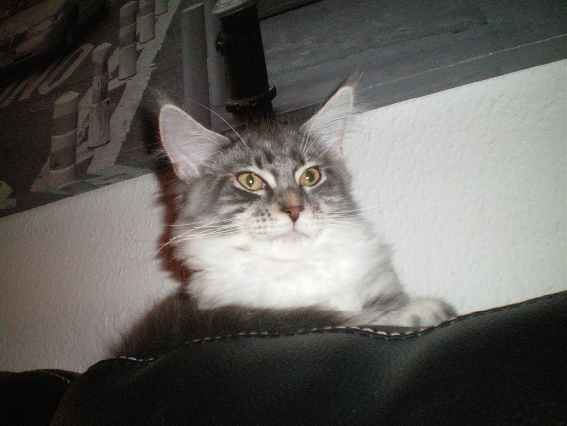 Maine Coon Aeneas #Neas# billede 12