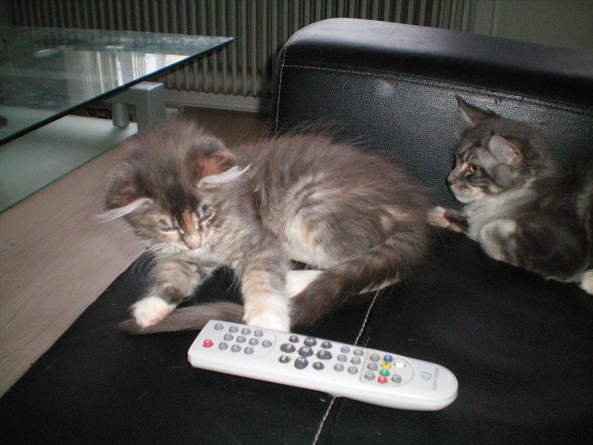 Maine Coon Ifigenia #Iffi# - Uh, en fjernbetjening. :D billede 8