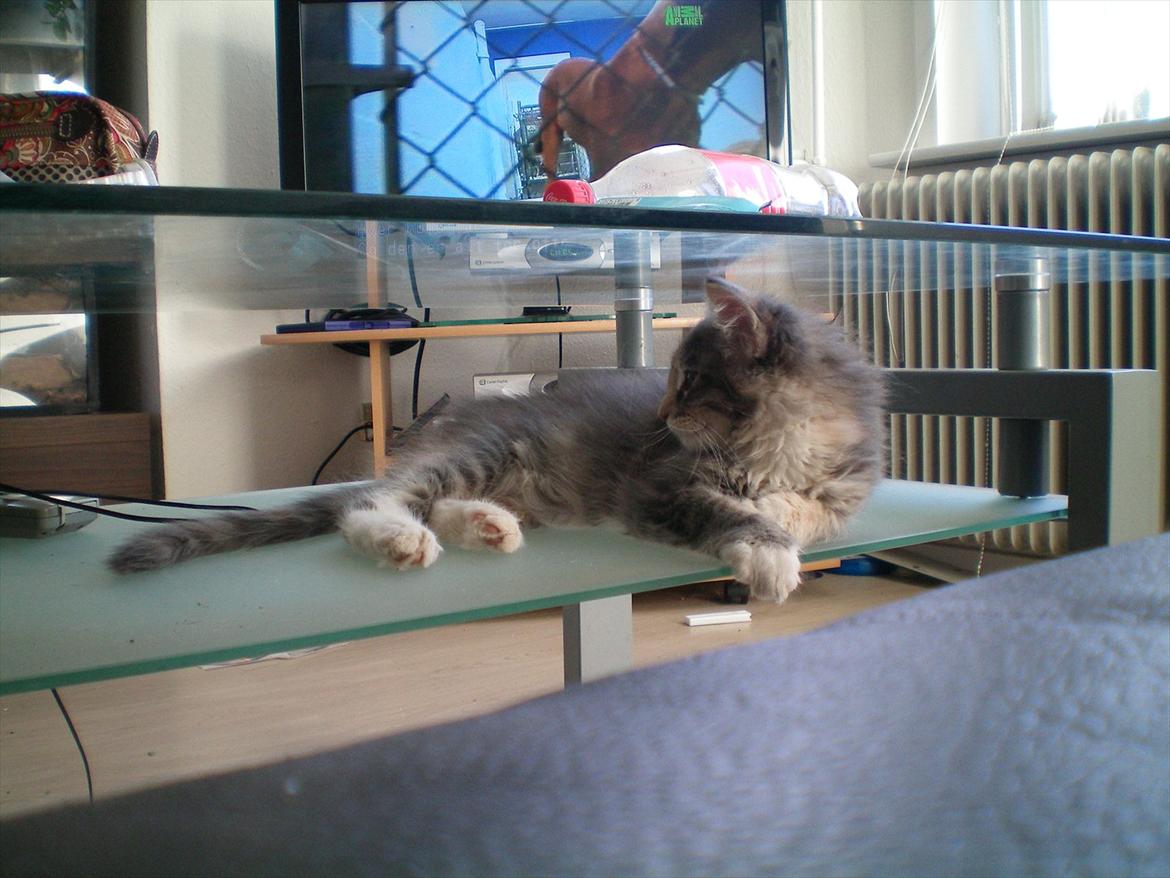 Maine Coon Ifigenia #Iffi# - Her ligger man da egentlig meget godt. :D billede 11