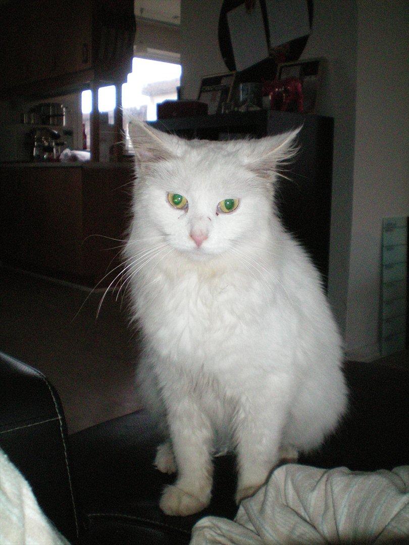 Maine Coon Duchess #Dysse# - Bedårende.<3 billede 17