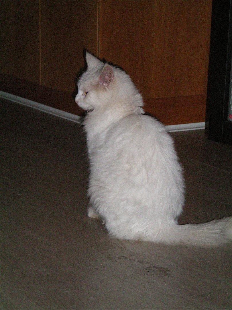 Maine Coon Duchess #Dysse# - Duchess den 19/10 2011 billede 18