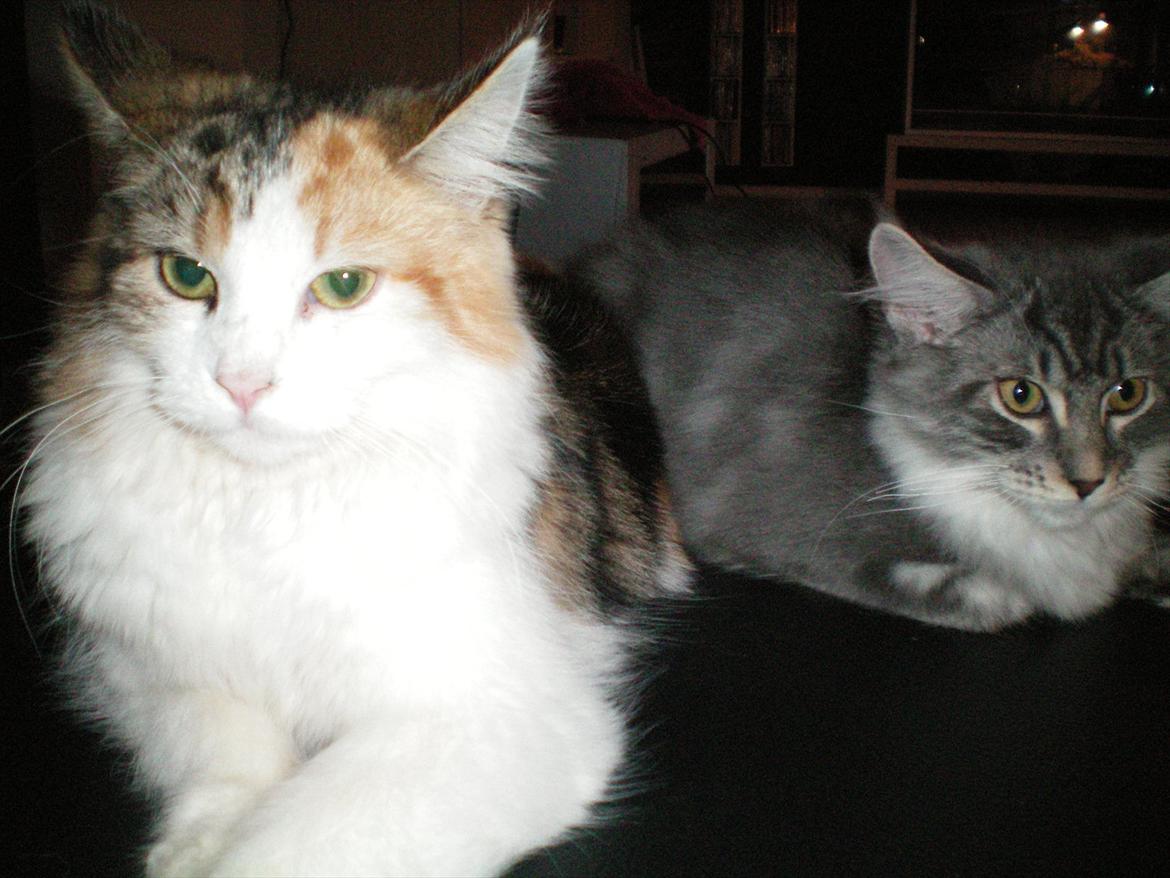 Maine Coon Malou #Malle# - Jeg har fået en ny ven. :D billede 18