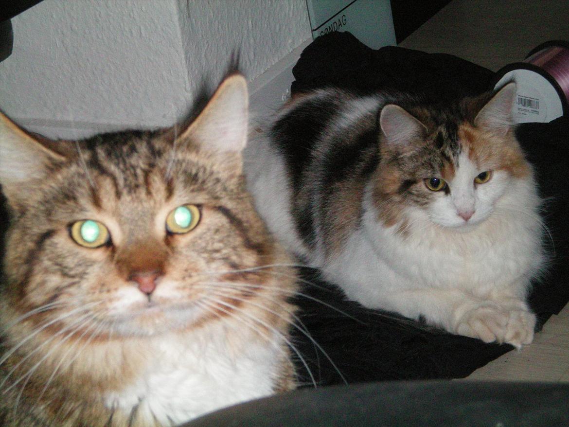 Maine Coon Noah #NoahBoah# - Noah og Malou den 19/10 2011 billede 18