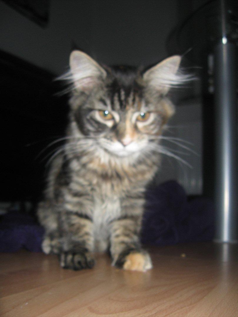 Maine Coon Zilke billede 3