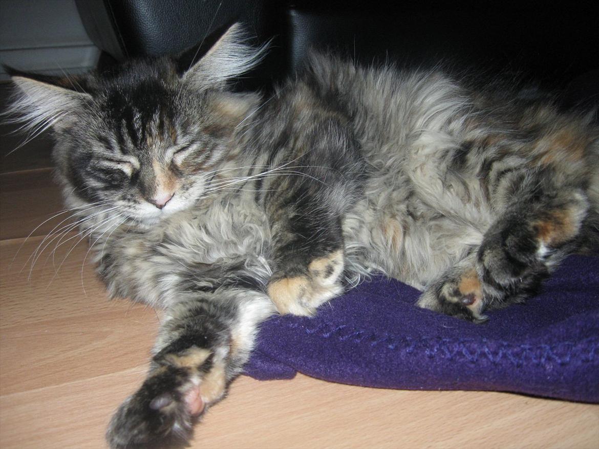 Maine Coon Zilke billede 4