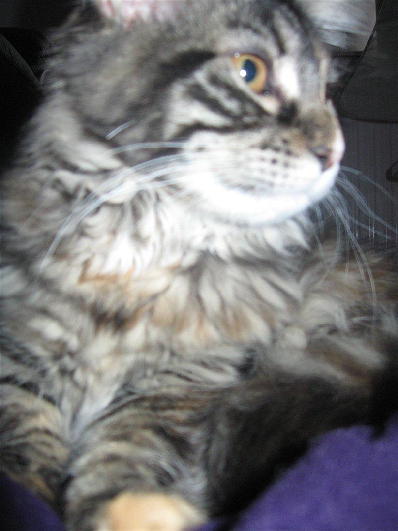 Maine Coon Zilke billede 5