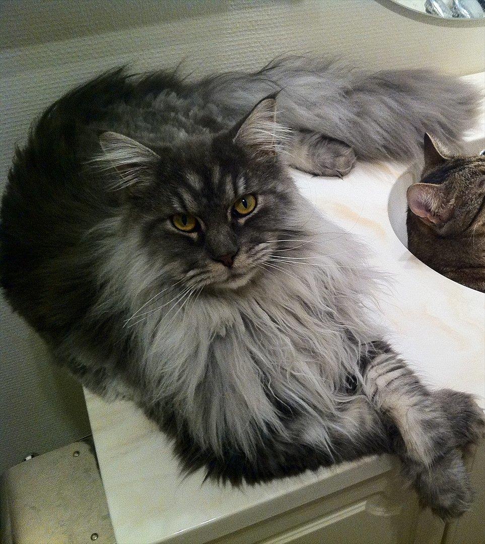 Maine Coon Smokey - R.I.P billede 1