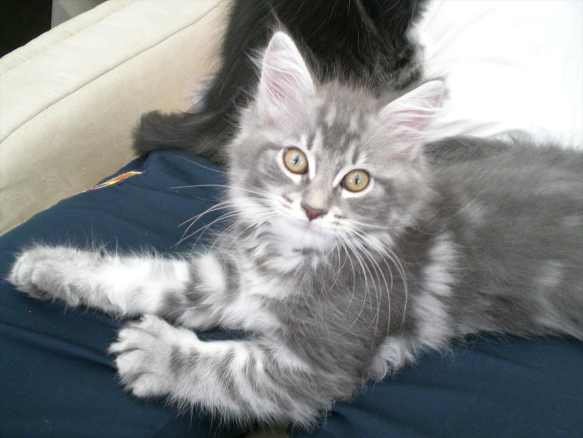 Maine Coon Smokey - R.I.P billede 2