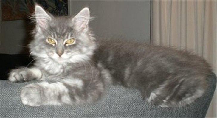 Maine Coon Smokey - R.I.P billede 3