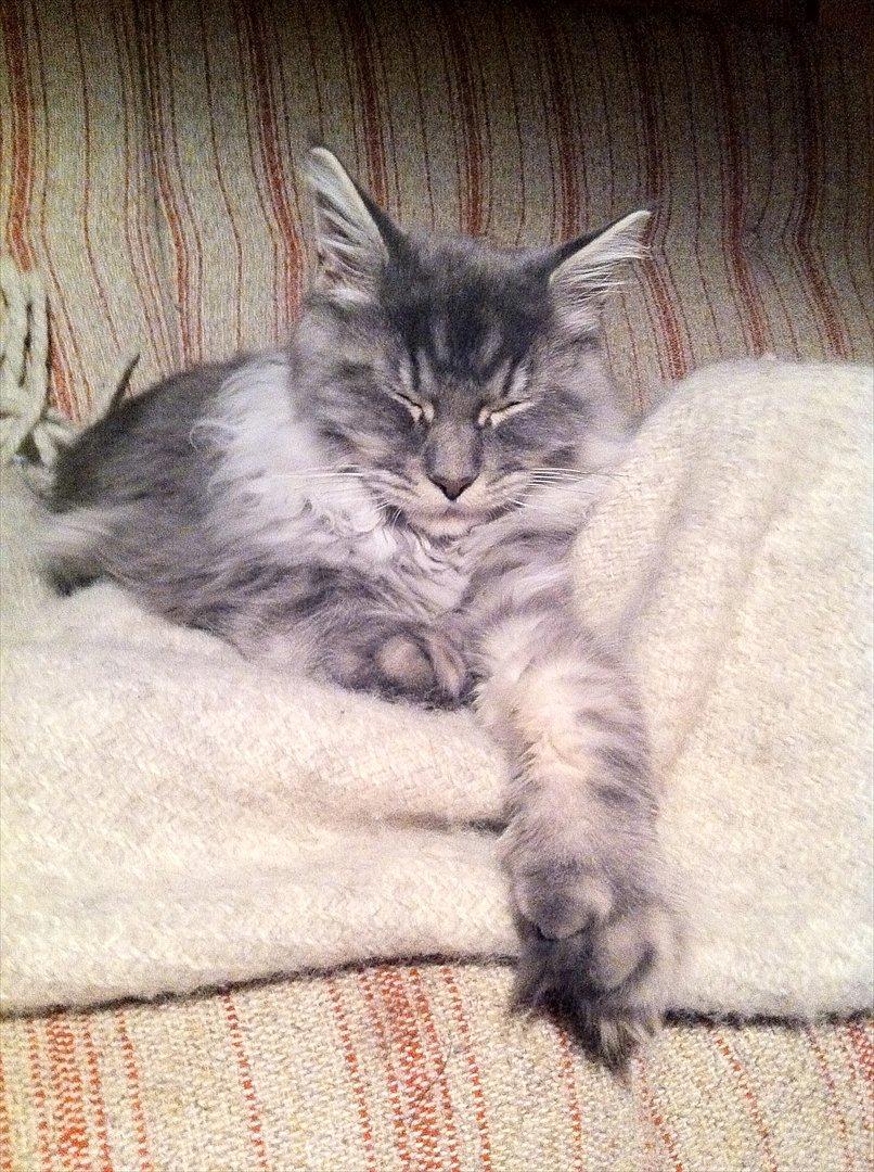 Maine Coon Smokey - R.I.P billede 4