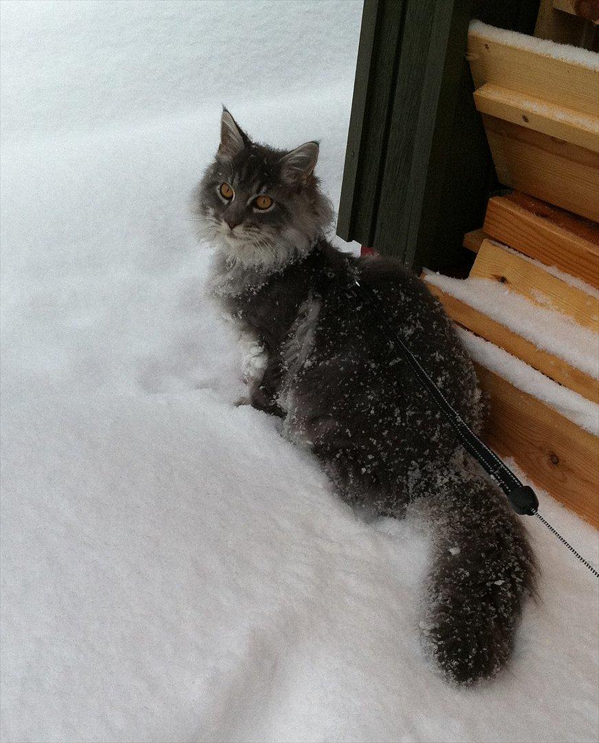 Maine Coon Smokey - R.I.P - Ude i sneen for første gang billede 5