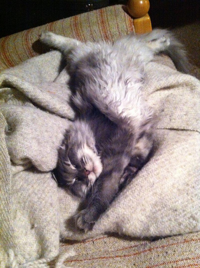 Maine Coon Smokey - R.I.P billede 6