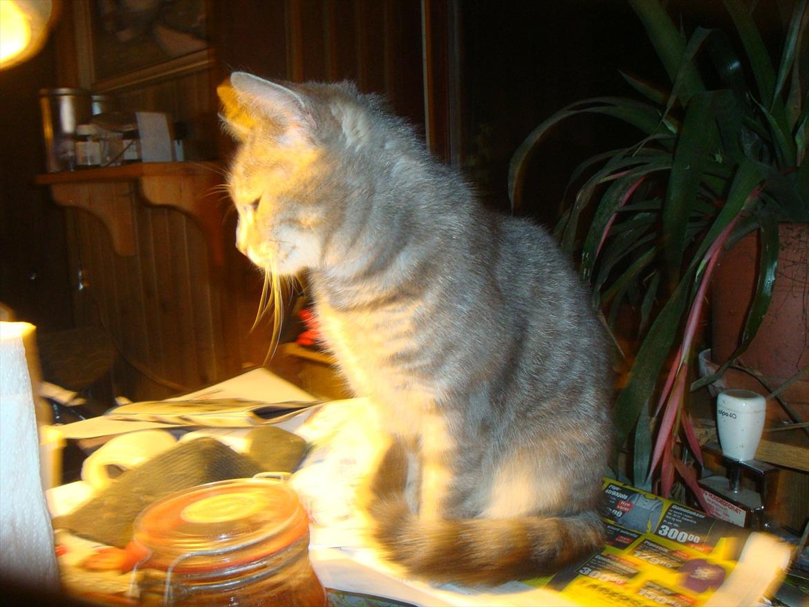 Huskat misse billede 14