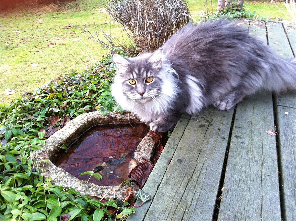 Maine Coon Smokey - R.I.P billede 7